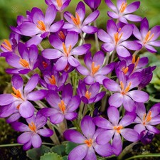 Crocus Whitewell Purple Early Spring Hardy Flowering Garden Bulbs Outdoor Plants