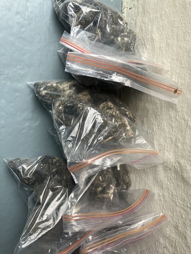 Barn owl pellets pack - owl, of