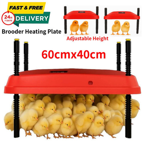 Chicken brooder heater - chicken,