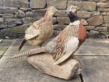 Taxidermy Pheasants  Mounted