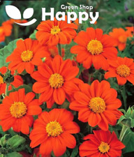 THE MEXICAN SUNFLOWER MIX OF COLORS - 120 SEEDS - Tithonia speciosa - FLOWER