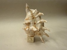 Souvenir conch shell - conch,