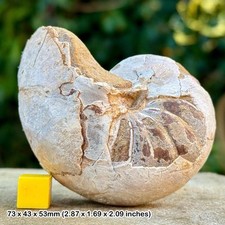 Rare neocenoceras sp. fossil