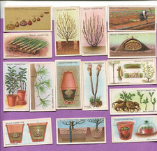 1923 WILLS GARDENING HINTS 15