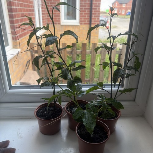 Ugu plants ready post - ugu,