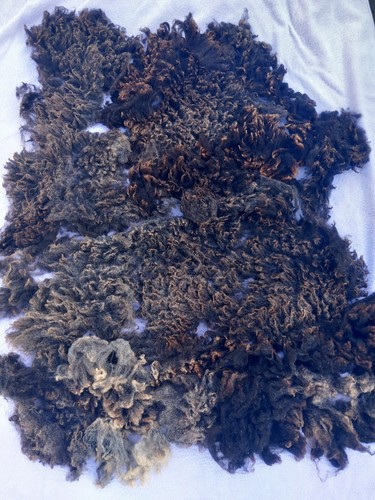 Black grey shetland - black/grey,