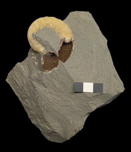 Unprepared asteroceras - unprepared,