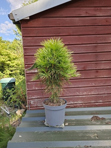 Sciadopitys verticillata shine - sciadopitys,