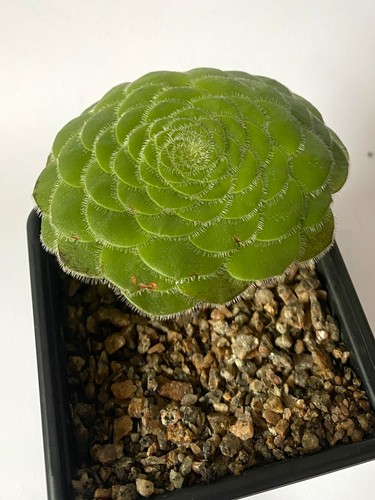 Aeonium tabuliforme - aeonium,