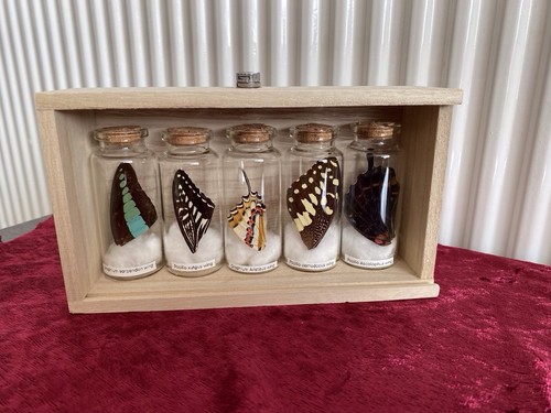 Butterfly wing taxidermy lit - butterfly,