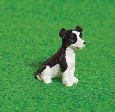 Benji The Border Collie Pup