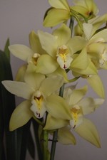 Yellow Cymbidium Orchid Plant