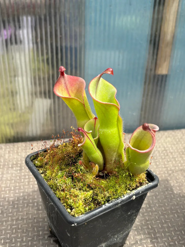 Heliamphora heterodoxa - heterodoxa, x