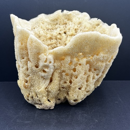 Large natural sea sponge - large,