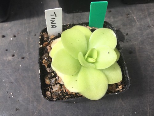 Pinguicula tina - pinguicula,