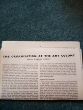 El11 Ephemera 1950s article the ant colony Derek wagge Morley 