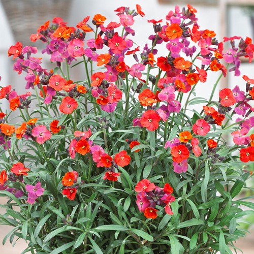 Wallflower red pack garden - red, 6