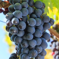 Grape Merlot | Vitis Grape Vine Outdoor Plants Outdoor Garden Ready Real Plants