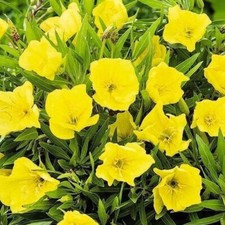 Missouri Yellow Primrose Seeds