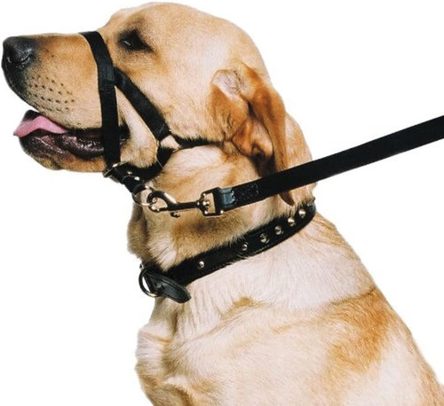 Weatherproof nylon dog - nylon,