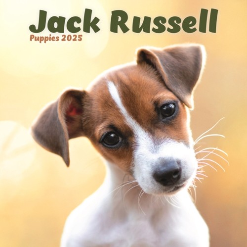 Jack russell puppies square - jack,