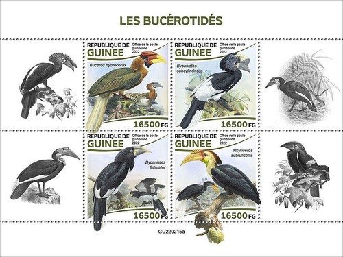 Hornbills hornbill birds bird - hornbills, birds/bird