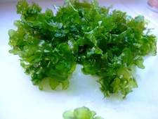 Subwassertang or round Pelia