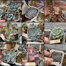 Succulent Leaves Variety Pack for Propagation x 15, Leaves Bundle Named