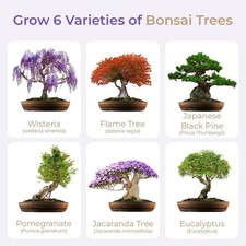 Japanese Bonsai Tree Seed