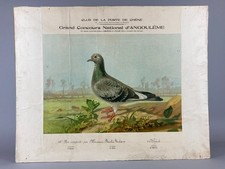 ANTIQUE 1912 PIGEON RACING