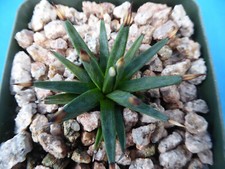 Agave albopilosa Seedling