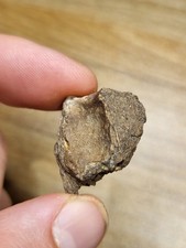 RARE Thescelosaurus Fossil Dinosaur Hell Creek Microsite Limb/vertebra?(Ref6011)