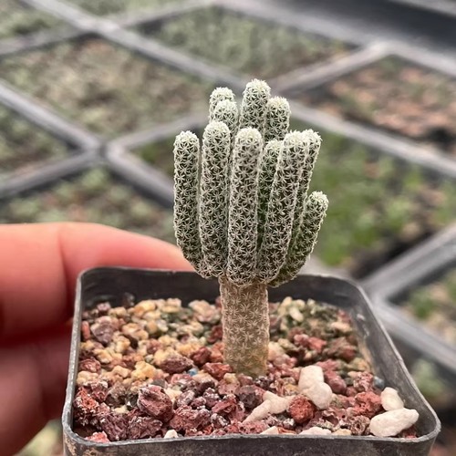 3cm succulent cactus - 2-3cm,