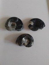 Goniatite Polished Ammonoid Fossils x 3 - Sizes 7.5cm + 7cm + 6.5cm