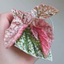 RARE - Begonia Snowcap PINK
