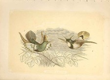 Old Antique Print Humming Birds 1860 Coloured Engraving Sepia Style Birds 19th