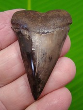 2.05 “  MAKO SHARK TOOTH Isurus hastalis  - GREAT WHITE Lineage - Real Fossil
