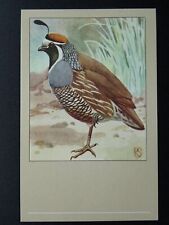 Bird Theme CALIFORNIAN QUAIL c1950s Postcard by P. Sluis Series 3 No.28