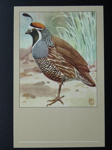Bird theme californian quail - theme,