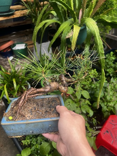Japanese black pine bonsai - japanese,