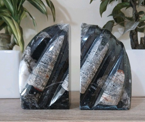 Heavy black marble - , orthoceras