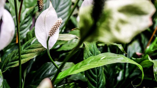 Spathiphyllum wallisli - spathiphyllum,