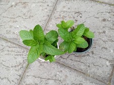 1 mint plant well established plant in a small pot