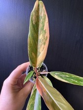 Philodendron caramel marble - philodendron,