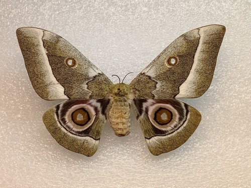 Zambezi emperor moth - emperor,