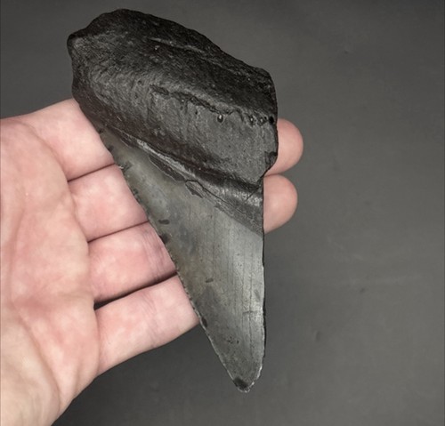 Megalodon shark tooth - shark,