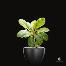 Dorstenia foetida 'Variegata'