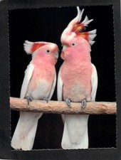 B5304 Australia Birds Major