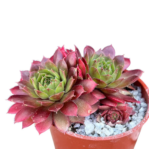 Sempervivum red robin uk - sempervivum,