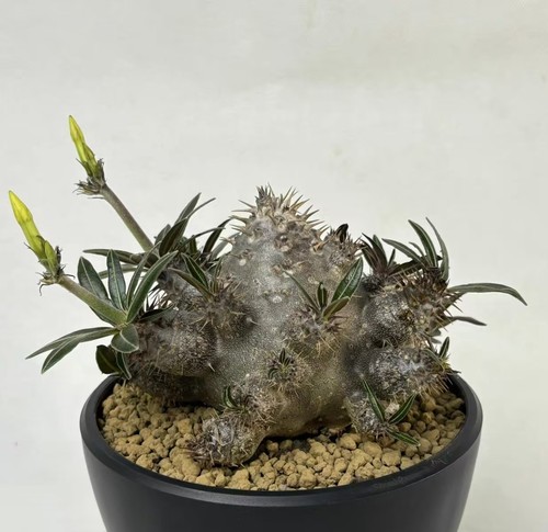 5cm pachypodium rosulatum - pachypodium,